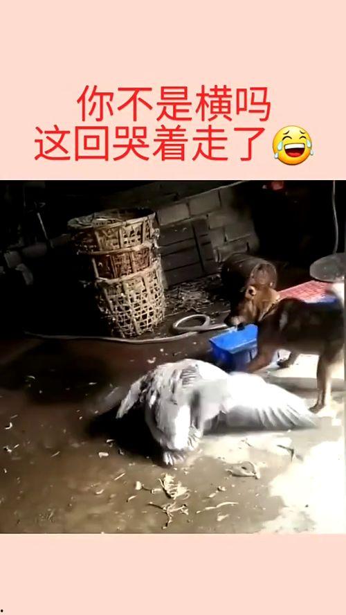 国产干干干小视频,揭秘短视频时代的潮流与魅力